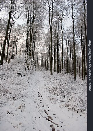 
                Wald, Winterlandschaft, Verschneit                   