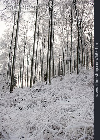
                Winter, Winterwald                   