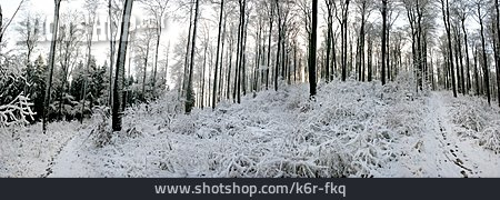 
                Wald, Winterlandschaft, Verschneit                   