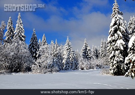 
                Nadelwald, Schneelandschaft                   