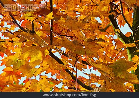 
                Herbstlaub, Ahornblatt                   