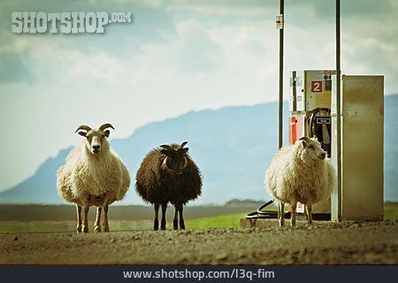 
                Sheep, Iceland, Gas Station                   