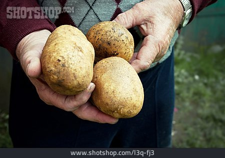 
                Kartoffel, Landwirt, Kartoffelernte                   