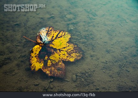 
                Herbstlaub, Ahornblatt, Pfütze                   