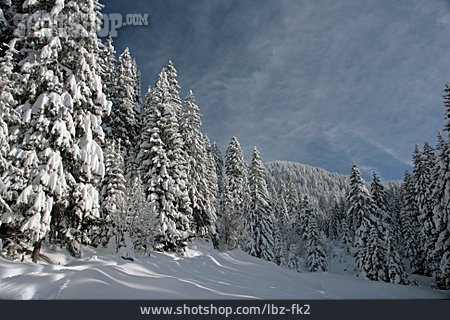 
                Winterlandschaft, Nadelwald, Schneebedeckt                   