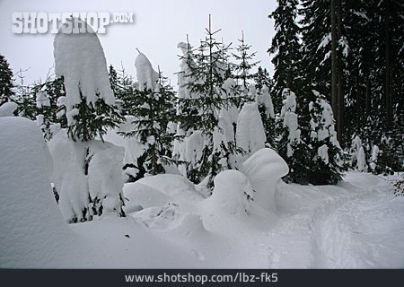 
                Schneebedeckt, Winterwald                   