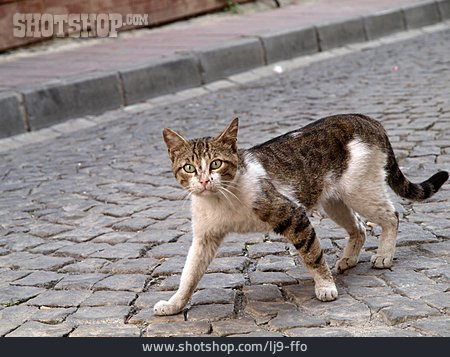 
                Katze, Straßenkatze                   