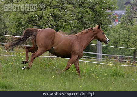 
                Pferd, Galoppieren, American Quarter Horse                   