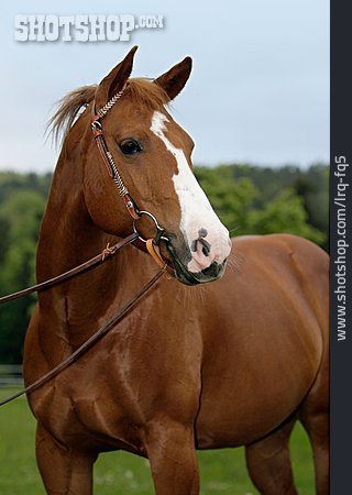 
                Pferd, American Quarter Horse                   