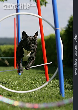 
                Springen, Agility, Hundesport, Französische Bulldogge                   