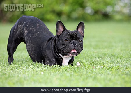 
                Hund, Spielaufforderung, Französische Bulldogge                   