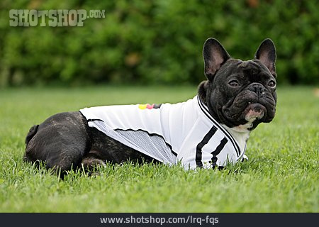 
                Hund, Fußballfan, Deutschlandfan                   