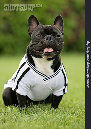 
                Hund, Fußballfan, Französische Bulldogge                   