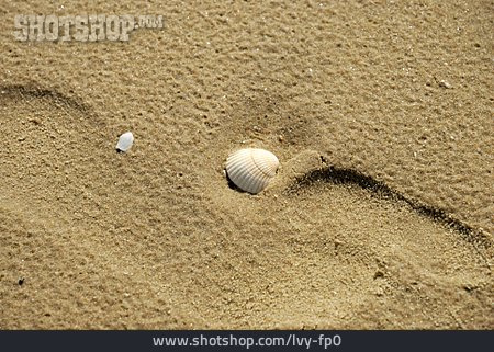 
                Sand, Muschel, Herzmuschel                   