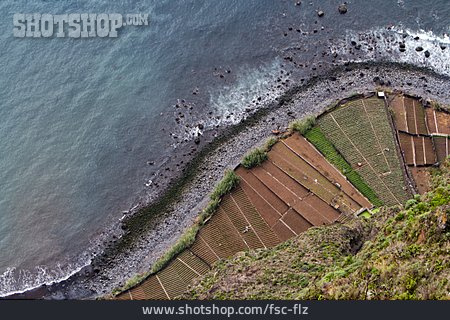 
                Küste, Madeira, Terrassenfeld                   