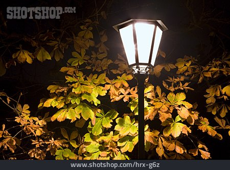 
                Kastanienbaum, Straßenlampe                   