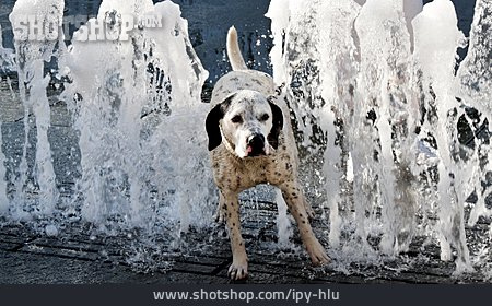 
                Erfrischung, Hund, Springbrunnen                   