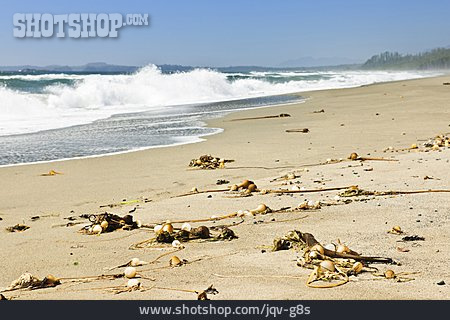 
                Sandstrand, Strandgut, Pazifik                   