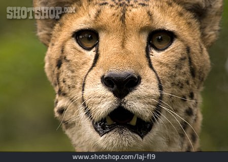 
                Gepard, Tierporträt                   