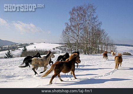 
                Winterlandschaft, Pferd, Pferdekoppel                   