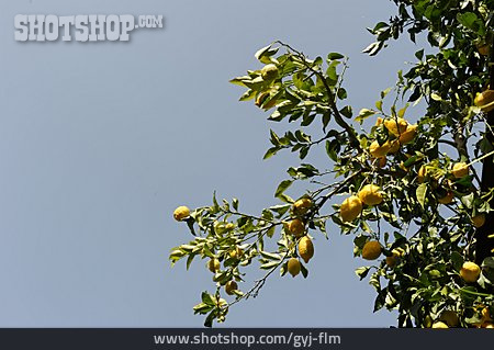 
                Zitrusfrucht, Zitronenbaum, Zitrone                   
