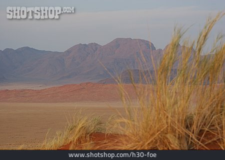 
                Landschaft, Gräser, Namibwüste                   