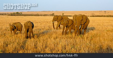 
                Morgenstimmung, Kenia, Elefantenherde                   