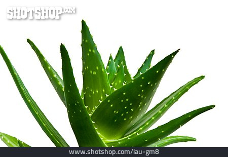 
                Pflanze, Heilpflanze, Aloe Vera                   