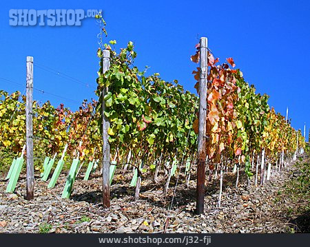 
                Weinbau, Weinberg, Weinrebe, Weingarten                   