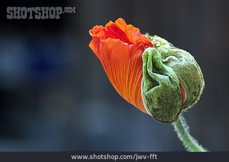 
                Mohn, Klatschmohn, Mohnblume                   