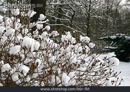 
                Winter, Schnee, Strauch                   