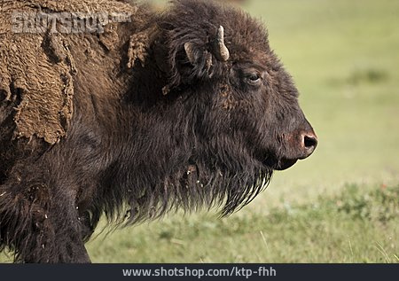 
                Amerikanischer Bison                   