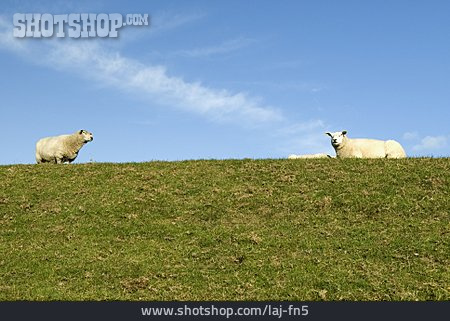 
                Schaf, Hausschaf                   