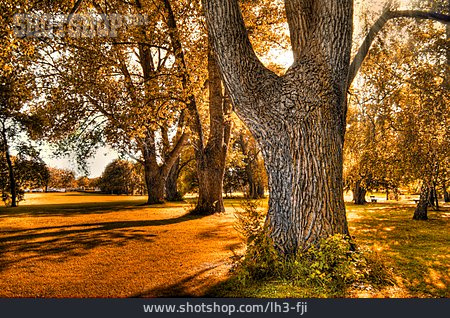 
                Park, Herbst, Bäume                   