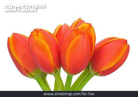 
                Blumenstrauß, Tulpenstrauß, Tulpenblüte                   