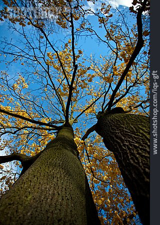
                Froschperspektive, Baum, Herbstlaub                   