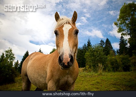 
                Horse                   