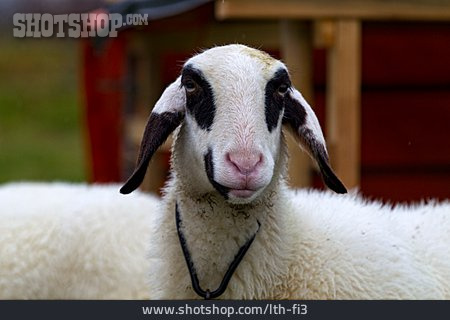 
                Schaf, Brillenschaf                   