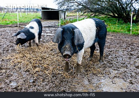 
                Schwein, Angler-sattelschwein                   