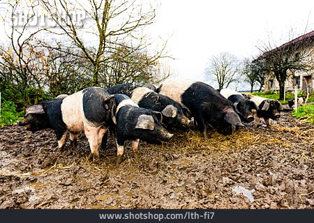 
                Schwein, Offenstallhaltung, Angler-sattelschwein                   