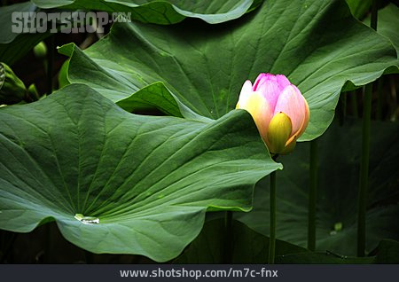 
                Lotus, Lotusblüte, Lotusblume                   
