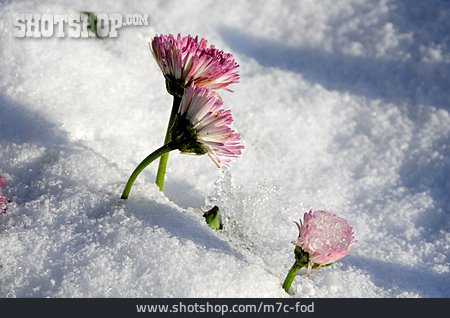 
                Blume, Schnee, Gänseblümchen                   