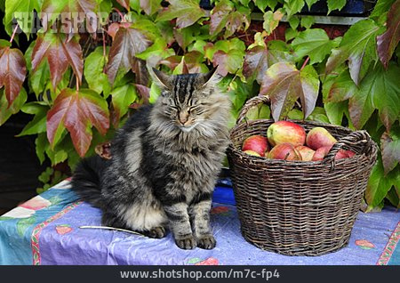 
                Katze, Apfelkorb                   
