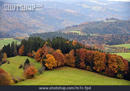 
                Schwarzwald, Herbstwald, Herbstlandschaft                   