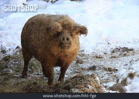 
                Mangalica-schwein, Wollschweinsau                   