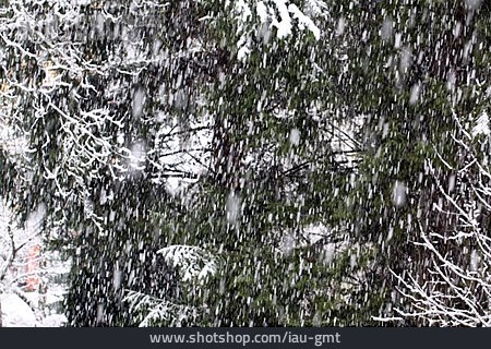 
                Baum, Winter, Schneefall                   