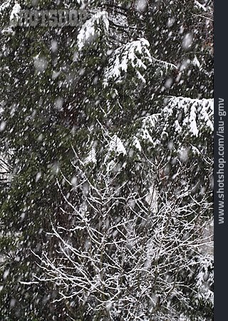 
                Baum, Winter, Schneefall                   
