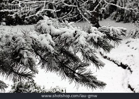 
                Nadelbaum, Schneebedeckt, Ast                   
