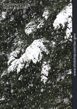 
                Nadelbaum, Schneebedeckt, Schneefall                   