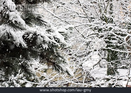 
                Baum, Schneebedeckt, Schneefall                   